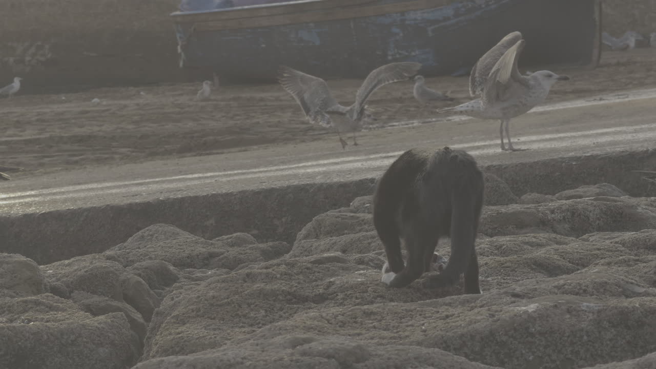 Black Cat by the Sea with Seagulls