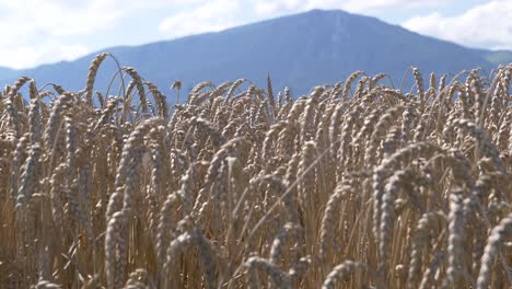 schwenkaufnahme eines trockenen gelben maisfeldes in der natur bei schönem sonnenlicht im sommer