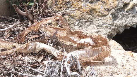 a large shed snake skin moving in the wind next to a burrow in the wild