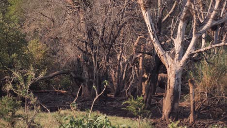 Two-African-White-Rhinos-walk-almost-unseen-through-wetland-forest