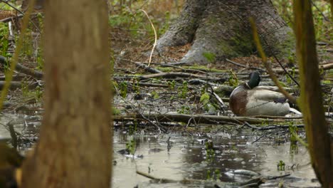 mallard duck in the rainy woods of ontario, canada, static medium shot