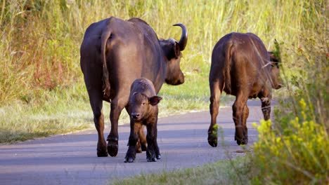 Madre-De-Búfalo-Con-Su-Cría-En-La-Carretera-En-El-Parque