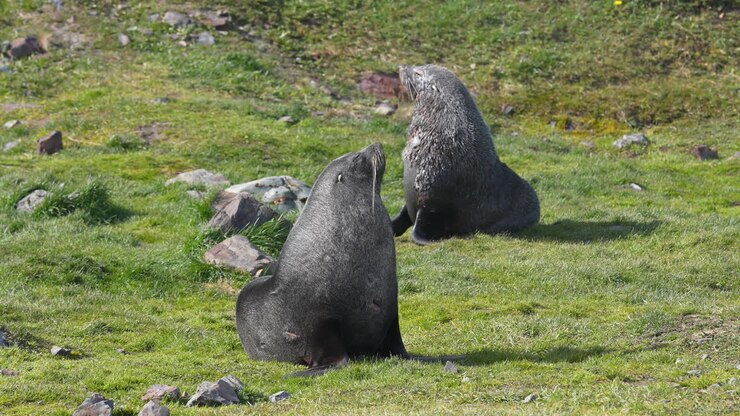 Antarktiske pelssæler på græsland på Sydgeorgien, dyr i naturligt habitat