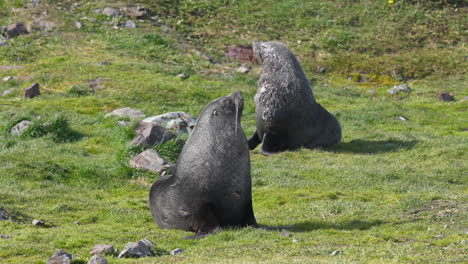 antarctic fur seals in grassland of south georgia island, animals in natural habitat