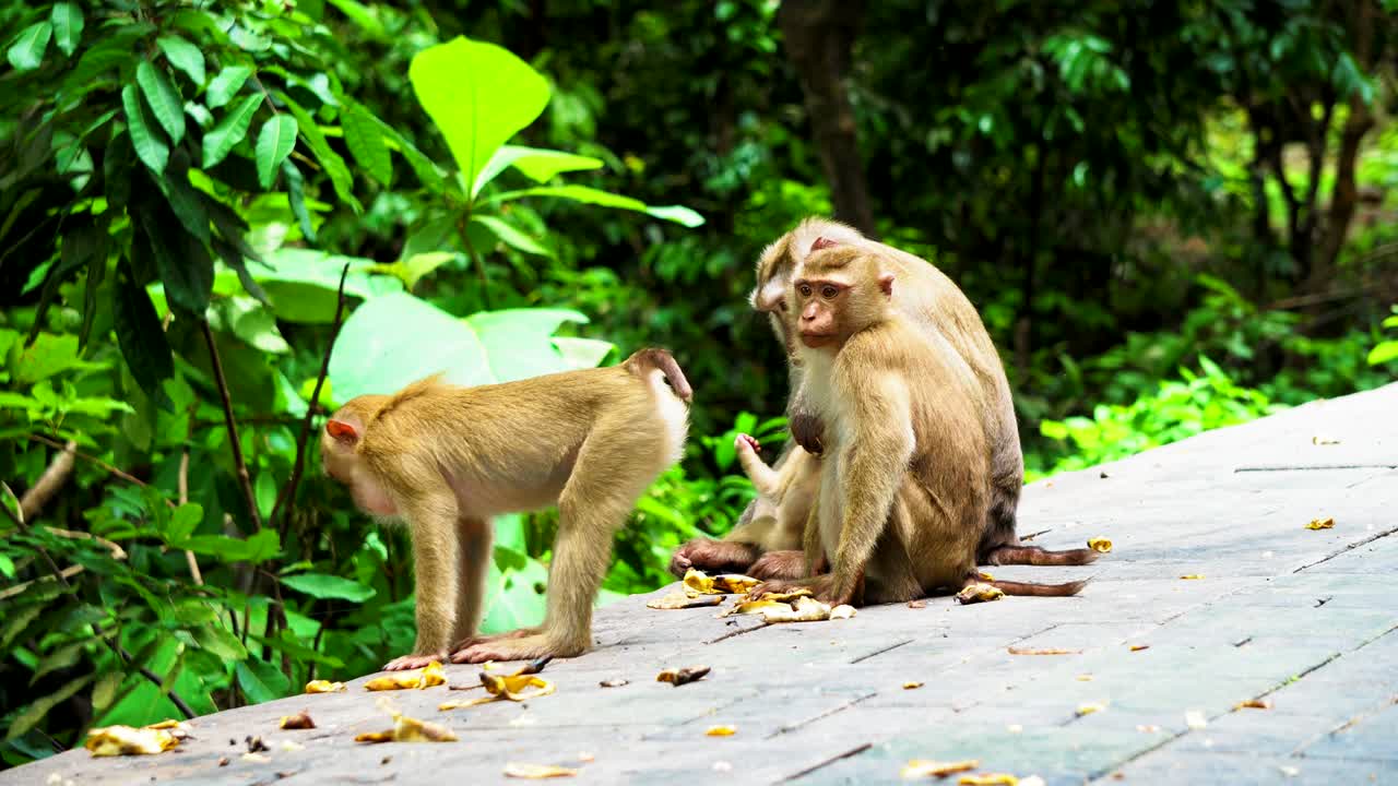 a family of monkeys in a rainforest. The natural habitat of monkeys