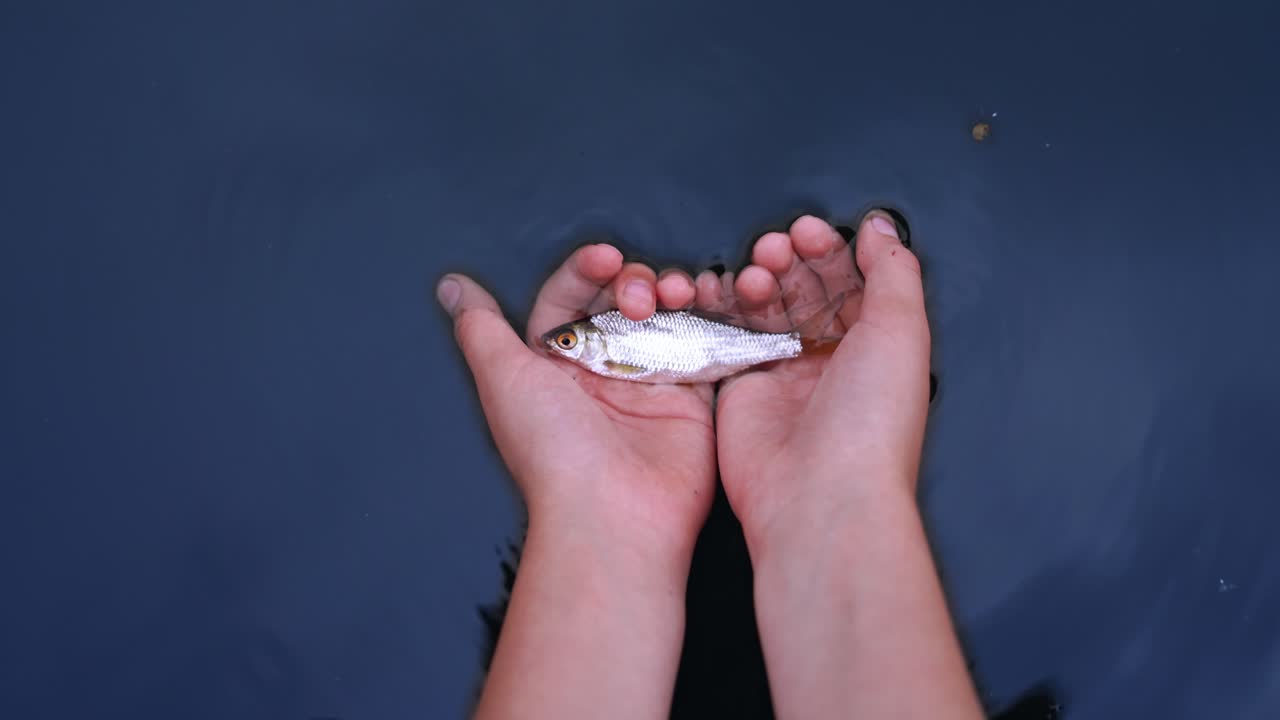 Small fish on man's palms over blue water background. Hands let down fish into the water and it swims away into the river.
