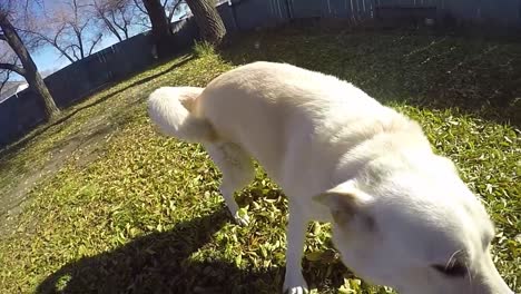 slow motion - tug a war with a white husky dog using a rope bone in a green leaf yard