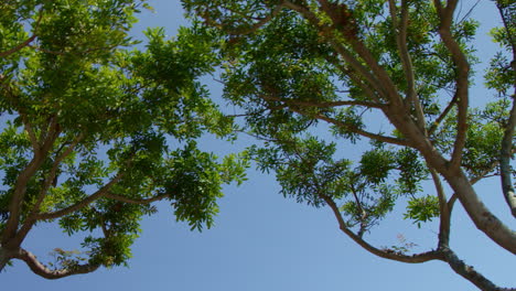 slow motion driving under trees looking upward at blue sky on sunny clear day in neighborhood