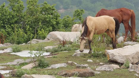 caballos salvajes en busca de comida en la pradera de montaña en yenokavan, armenia