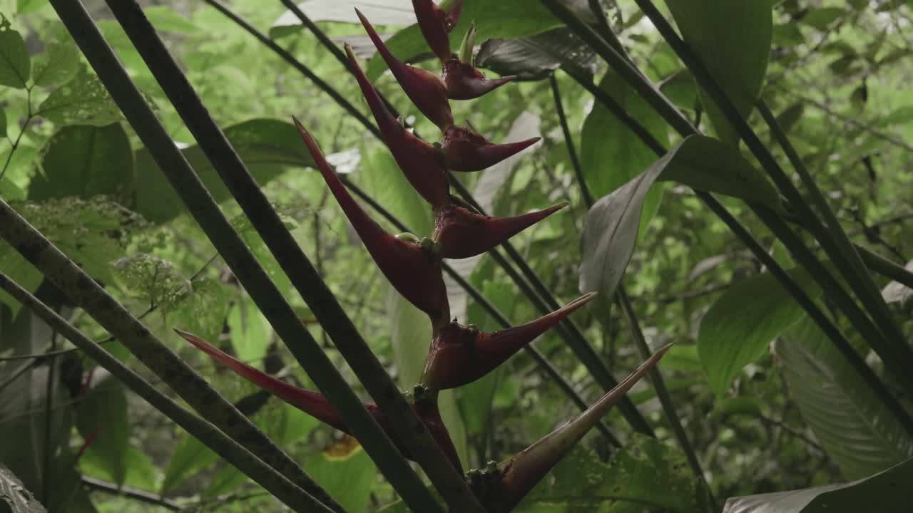 fauna selvatica della foresta pluviale uhd