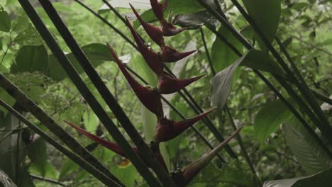 selva tropical vida silvestre uhd