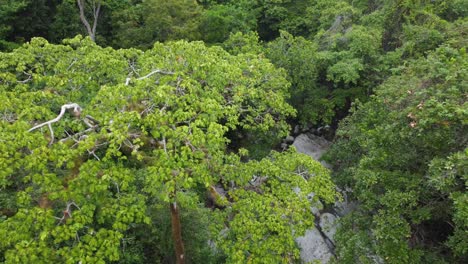 Tropical-Forest-With-Green-Trees-And-River