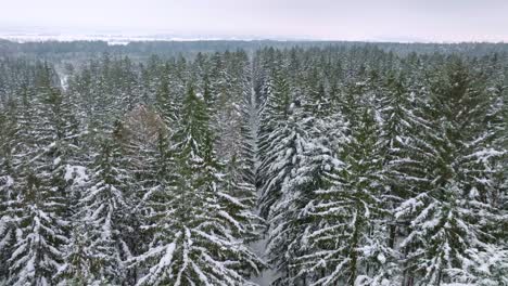 Aerial bird's eye view of snowy forest in winter