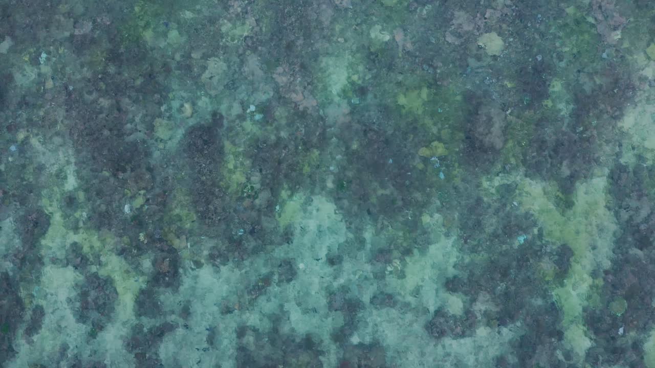 다양한 산호로 가득 찬 건강한 산호초 서식지 위의 정적