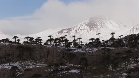 drone panning over a winter araucaria forest (araucaria araucana) near caviahue-copahue, neuquén, argentina, with snow-covered cliffs and the copahue volcano rising in the misty background