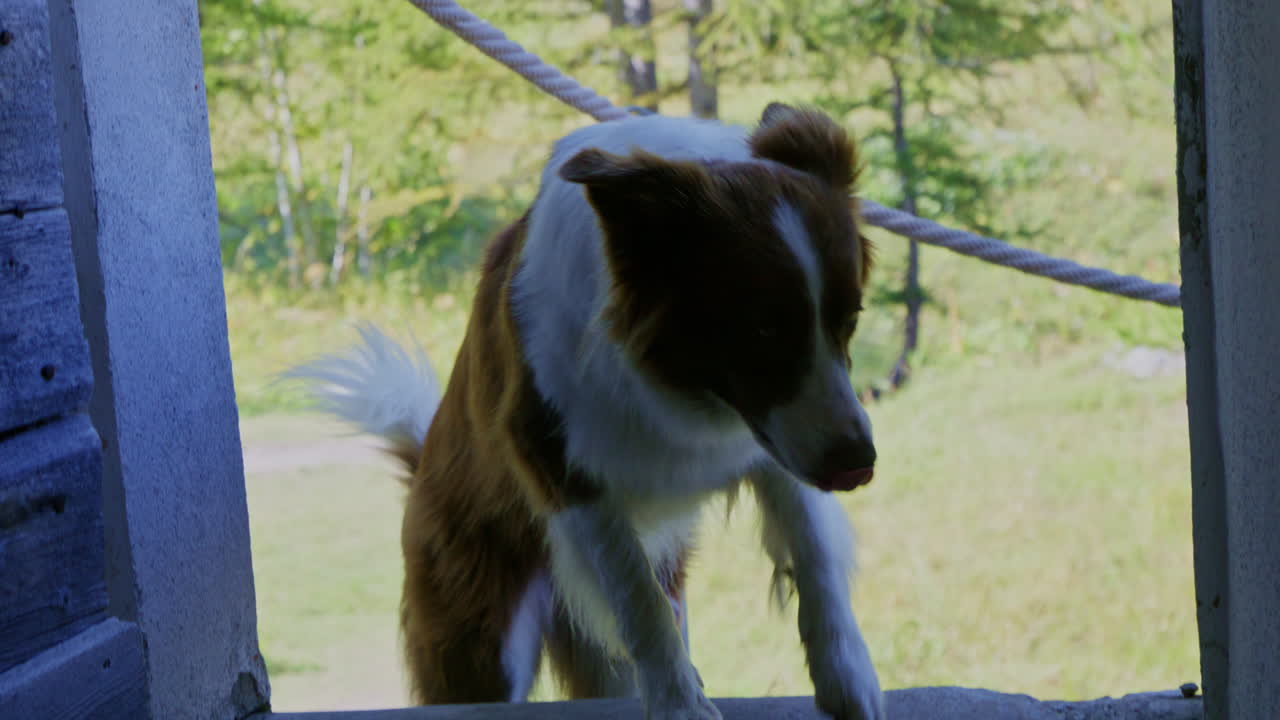 Peaceful summer hike in the Swiss Alps near Mauvoisin, Val de Bagnes, with a border collie enjoying nature, alpine trails, and the turquoise Lac de Mauvoisin under clear blue skies.