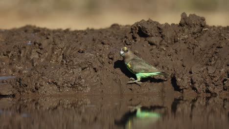 a cute meyer's parrot walking down the muddy edge of a waterhole for a drink. with beautiful reflection filmed from an underground hide in mashatu game reserve, botswana