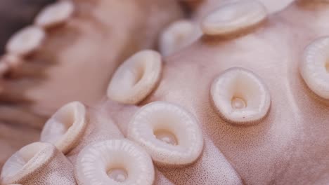 close-up of octopus tentacles