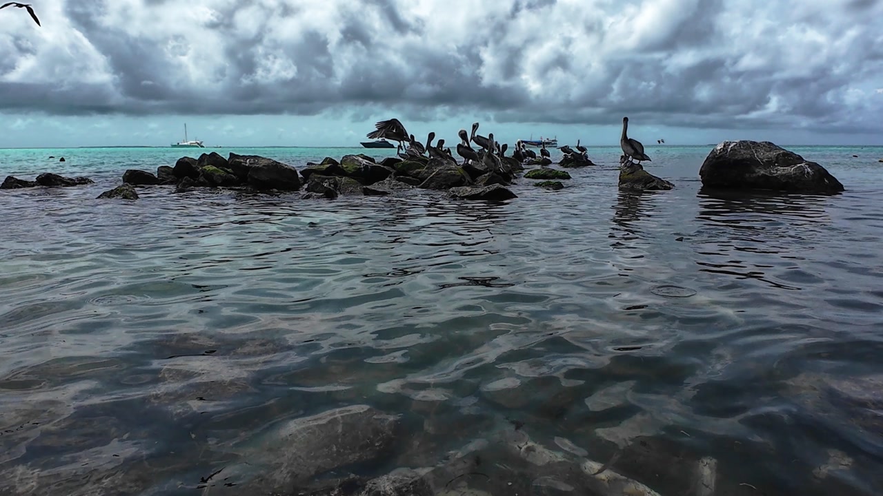 Static wide shot of wild pelicans perched on rocks in Los Roques, featuring clear foreground water and a dramatic cloudy horizon.