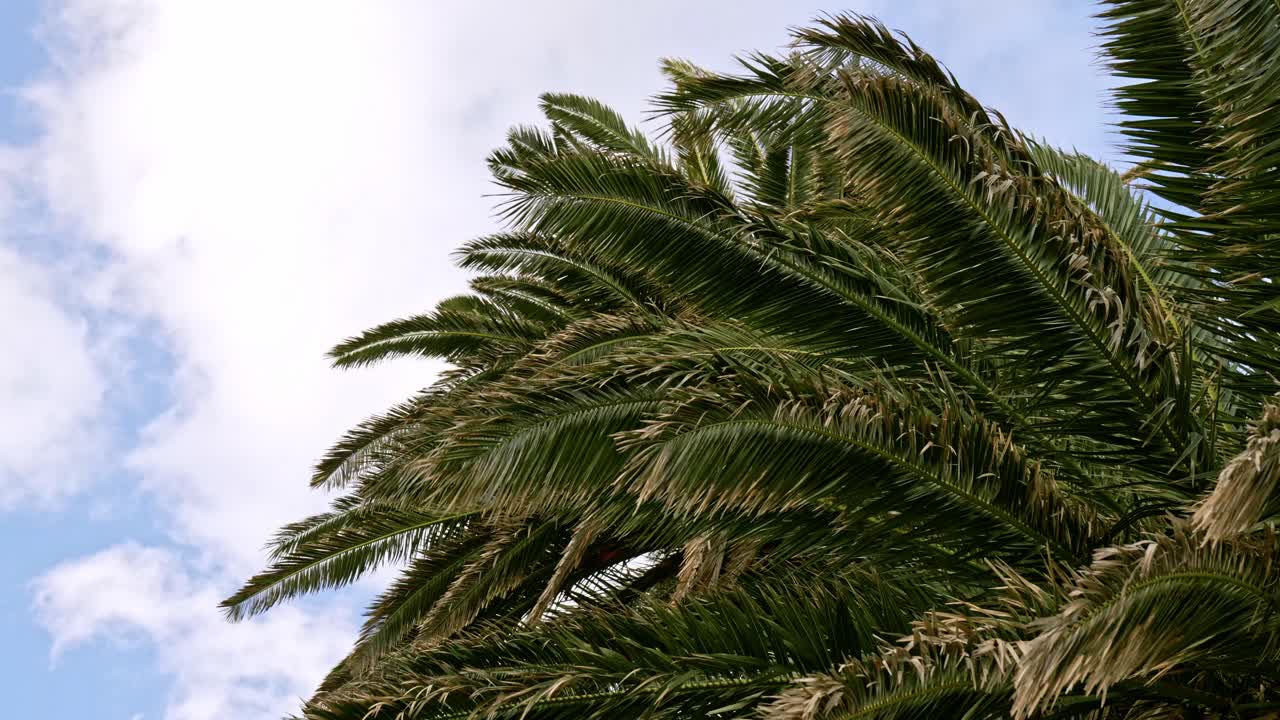 Foglie verdi e rigogliose di palma che ondeggiano dolcemente in una brezza rilassante. Un cielo azzurro brillante con soffici nuvole bianche crea uno sfondo tropicale perfetto.