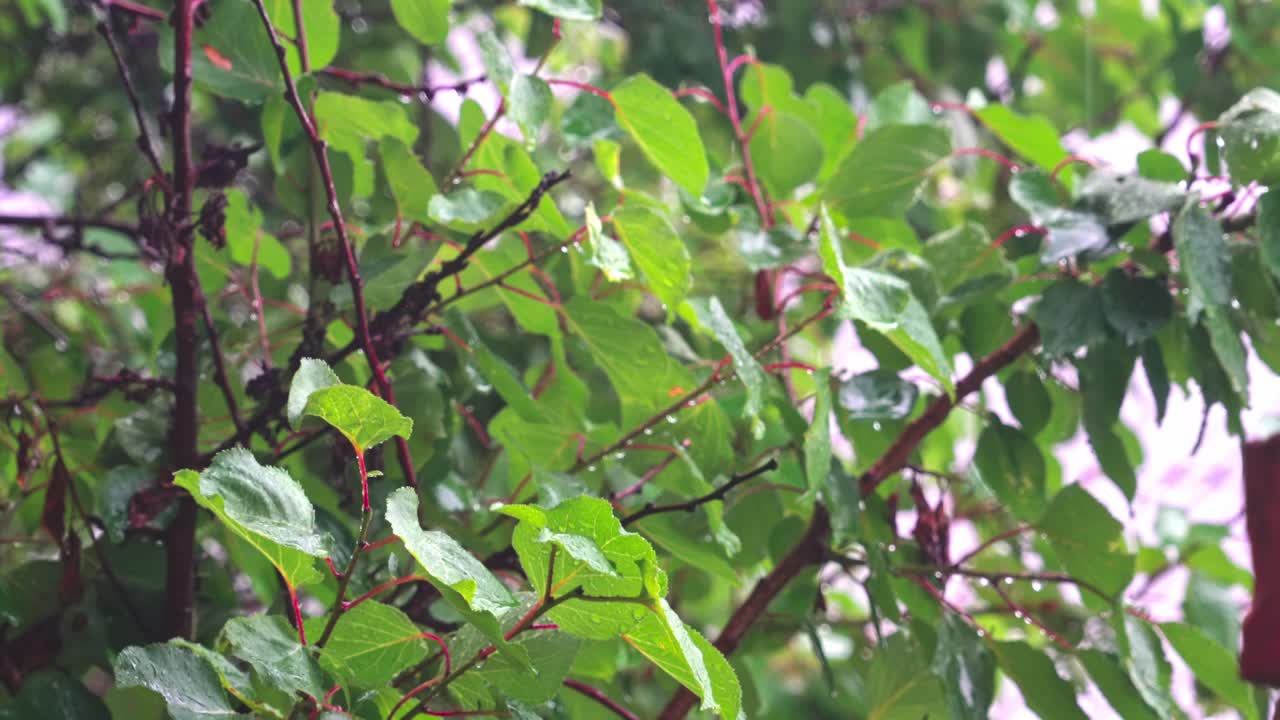 Rain on green leaves during a warm afternoon in the garden