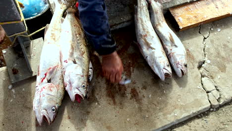 Draufsicht-Auf-Frisch-Gefangenen-Kob-Zwergfisch,-Der-Auf-Dem-Nassmarkt-Des-Hafens-Liegt