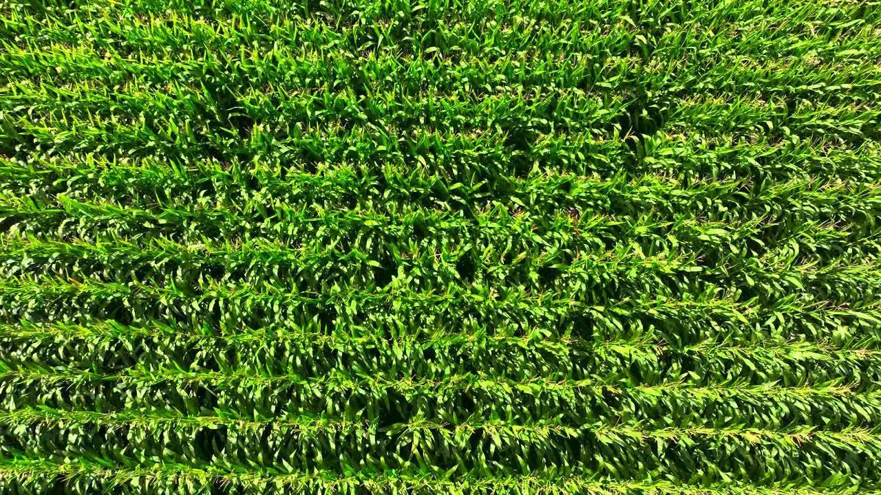 Aerial Drone View Of Field With Maize In Rural Farm Near Padr&oacute;n In Rois, A Coruna, Spain