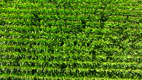 Aerial-Drone-View-Of-Field-With-Maize-In-Rural-Farm-Near-Padrón-In-Rois,-A-Coruna,-Spain