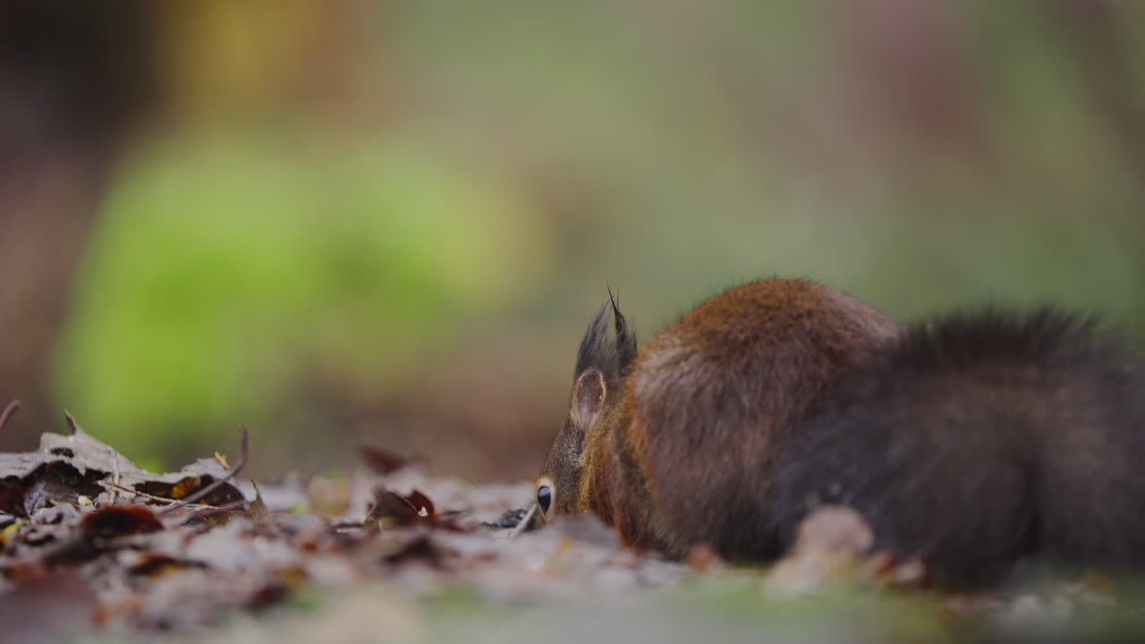 Slow motion of red squirrel foraging over leaves with tail down in woodland clearing, rearview static background