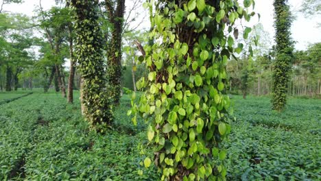 Los-Chiles-Se-Cultivan-A-La-Sombra-De-Los-árboles-En-Medio-De-Los-Jardines-De-Té