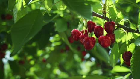 Cereza-Roja-Madura-En-El-árbol-En-Verano,-Toma-De-Cámara-Lenta-De-Cerezas-Frescas-Y-Maduras-En-Una-Rama