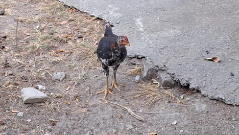 black petite hen hunting food in an urban environment with a gritty background