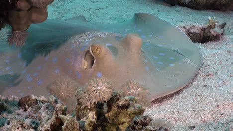 blue spotted ribbontail ray facing camera on coral reef