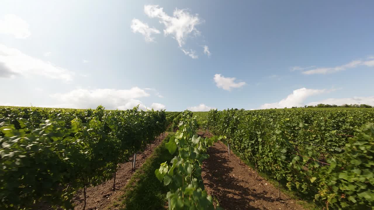 Vigneti, piante di vite nella regione della Mosella, Germania. Agricoltura per la produzione di vino. Riprese aeree FPV