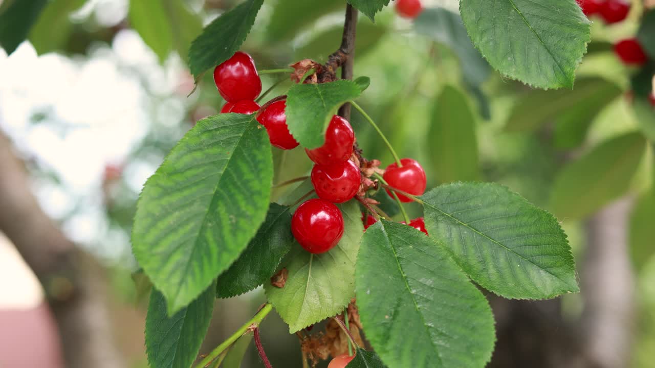 나뭇가지에 빨간 체리