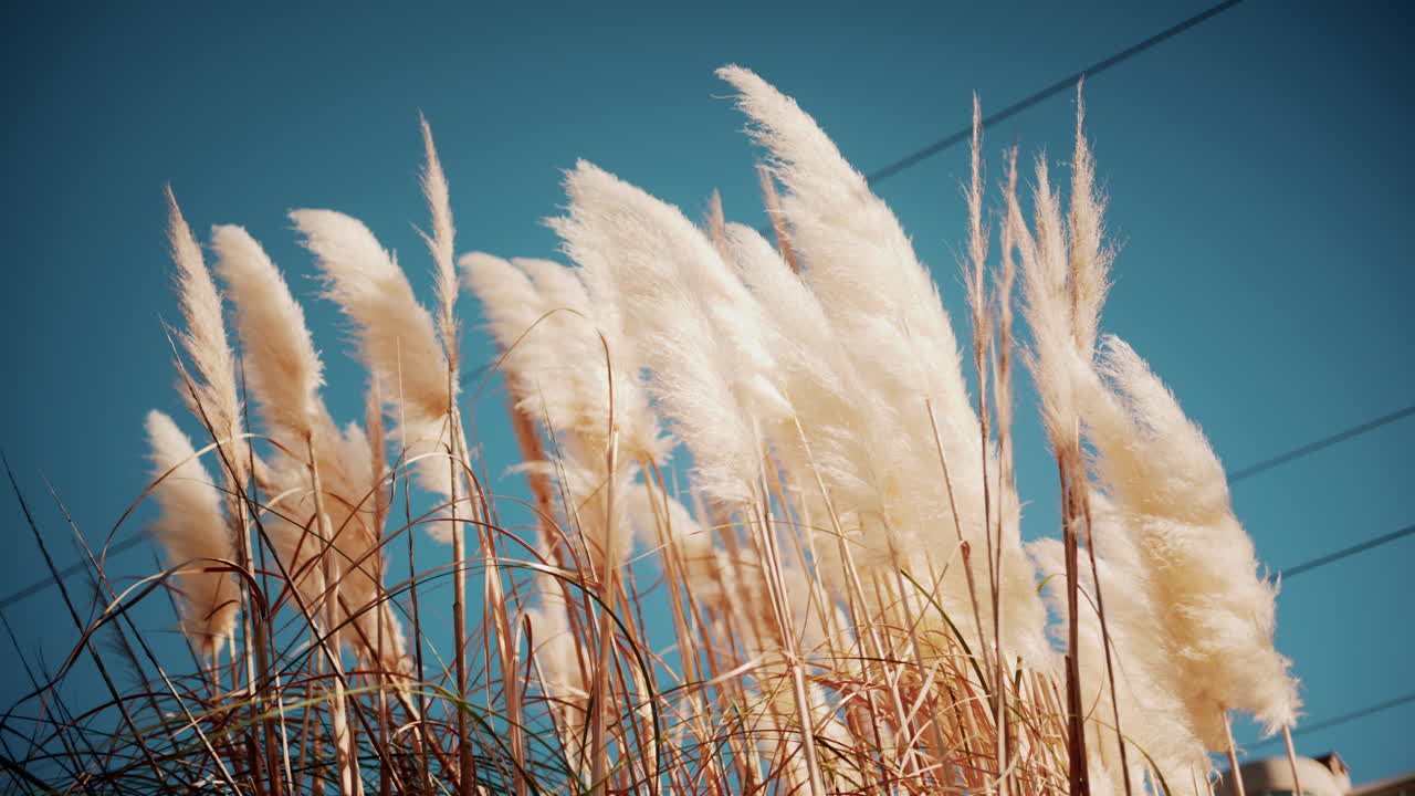 Tall beige pampas grass swaying under clear blue sky