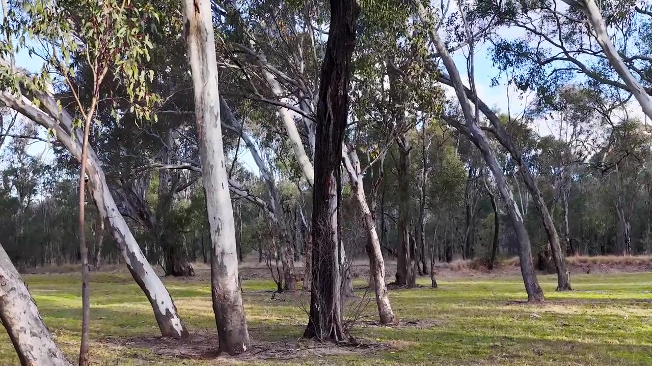 Una lenta inclinazione della telecamera rivela alti alberi di eucalipto in un bosco erboso sotto la luce solare intensa