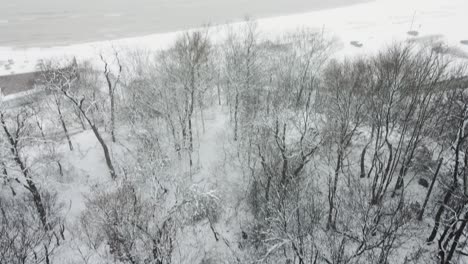 árboles en la costa del lago michigan cargados de nieve con efecto lago