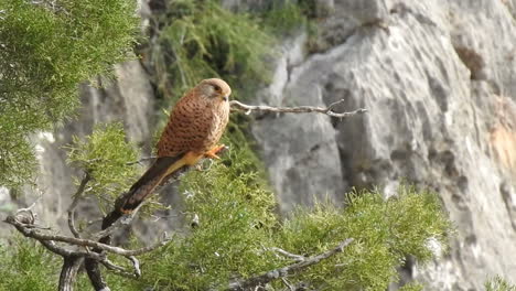 Männlicher-Kleiner-Turmfalke-Thront-Auf-Einem-Zweig-Des-Wacholderbaums,-Park-National-Tazzakka---Marokko