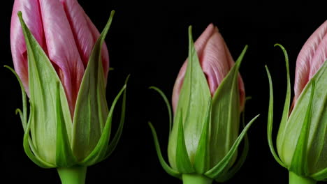 close-up of pink tulip buds