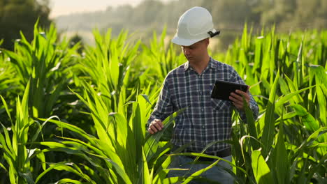 Agricultor-Que-Utiliza-Una-Tableta-Digital-Cultivando-Una-Plantación-De-Maíz-En-El-Fondo.-Aplicación-De-Tecnología-Moderna-En-El-Concepto-De-Actividad-Agrícola-Creciente.