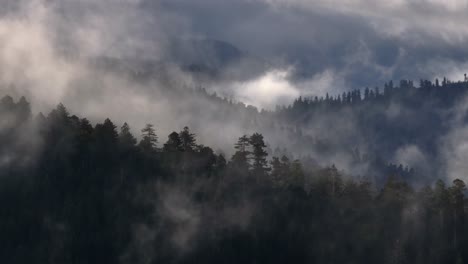 Dieses-Luftbildvideo-Fängt-Den-Nebel-Ein,-Der-über-Die-Redwoods-In-Kalifornien-Zieht