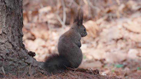 eurasian gray squirrel or abert's squirrel resting by the tree - back view