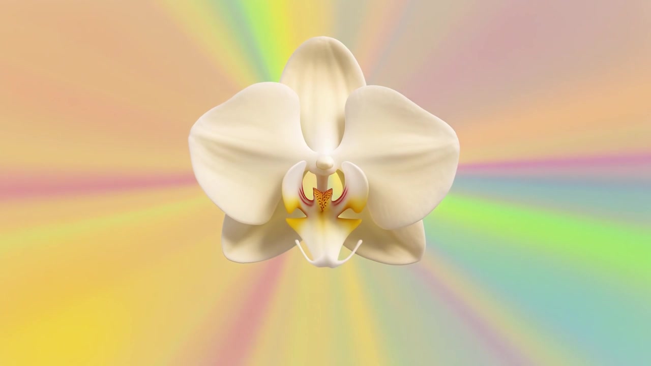 Single White Orchid Flower Against a Colorful Abstract Background