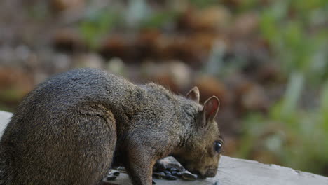 Squirrel-eating-sunflower-seeds-on-table-looks-at-camera-and-scratches