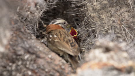 Rufous-Collared-Sparrow-Küken-Im-Nest,-Natürliches-Verhalten