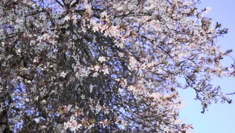 slow motion of a blooming cherry tree