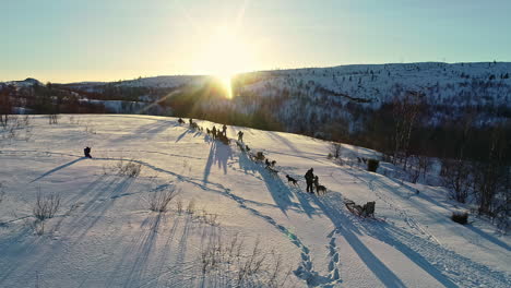 aerial drone shot of incredible historical transport sled dogs for quick travel through winter snow-covered rural countryside at sunrise