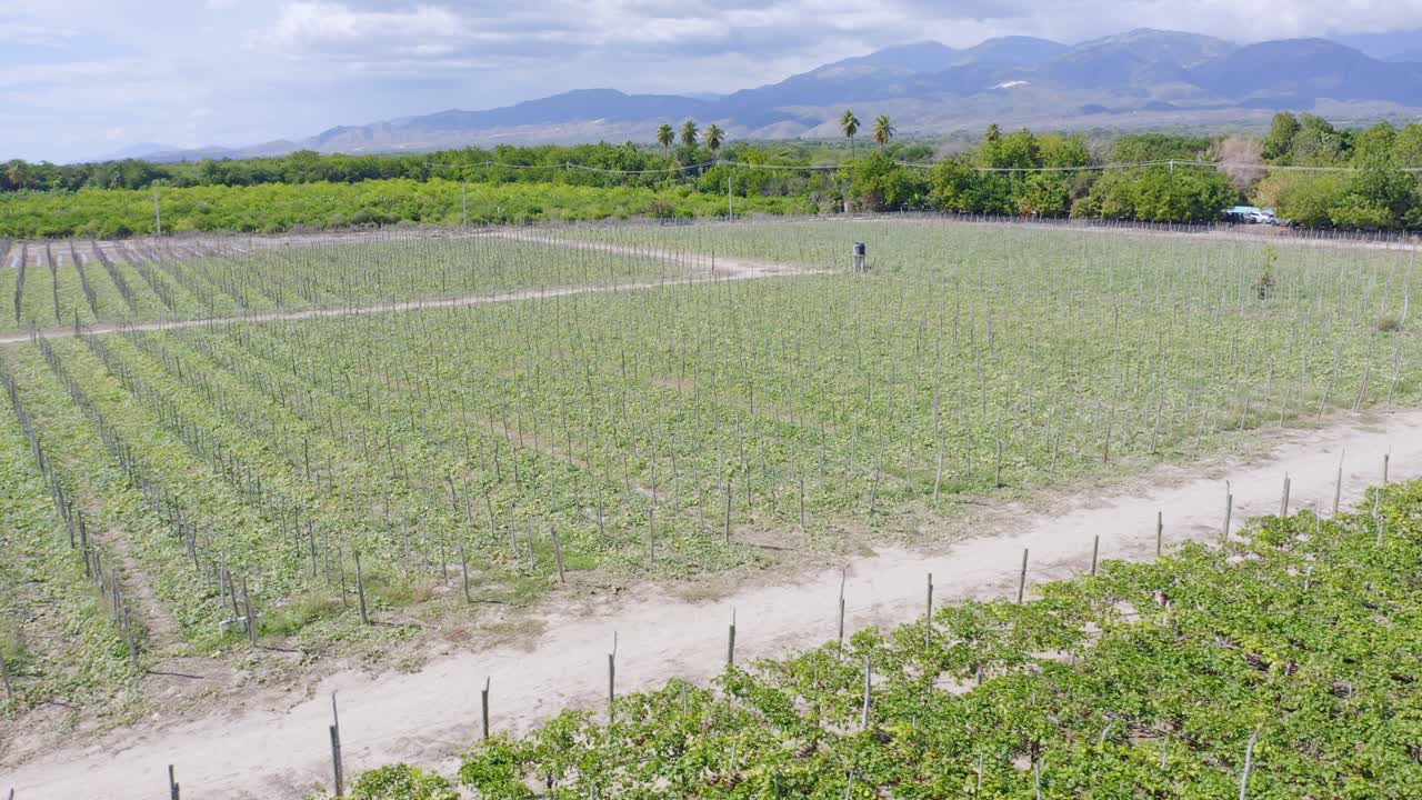 vista aérea del agricultor revisando la plantación de viñedos durante el día soleado en neiba, república dominicana - hermosa cordillera en el fondo