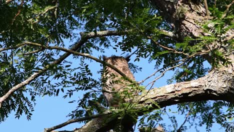 owl surveying from a tree